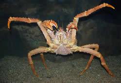  Alaskan King Crab
