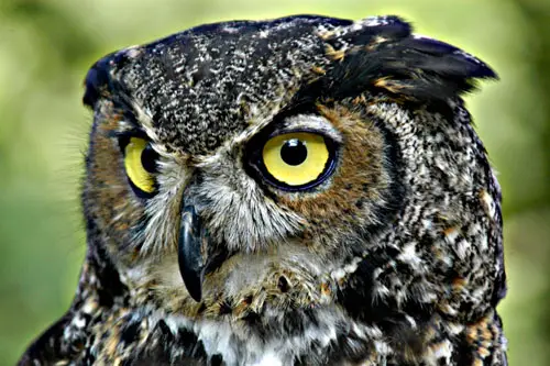 GreatHornedOwl Great Horned Owl