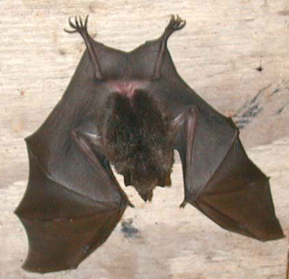 Leaf-Nosed Bat
