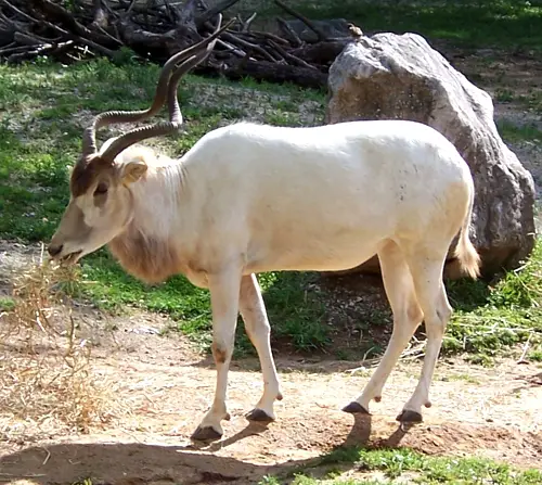 The Addax lives in some of the most hostile environment on earth
