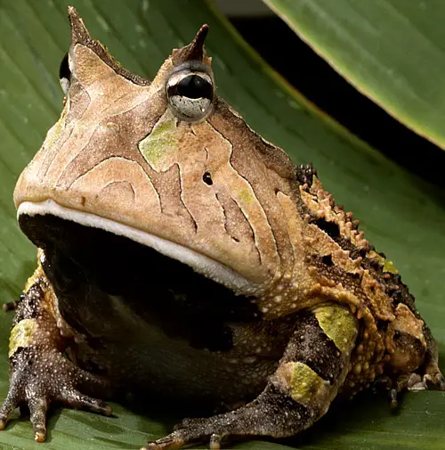 Nothing is quite so strange looking as the Amazon Horned Frog