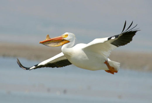 americanwhitepelicanjb American White Pelican