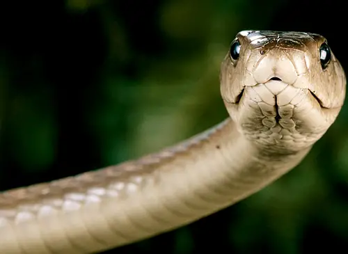 The Black Mamba, considered the most poisonous snake in the world