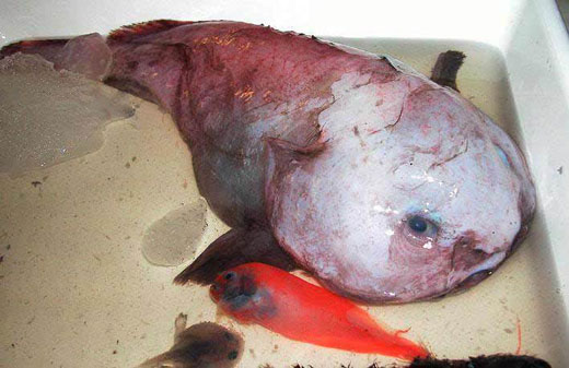 Blob fish out of water