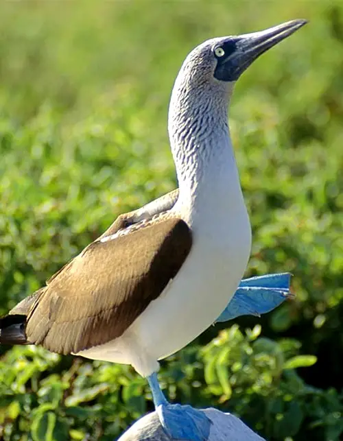 A blue footed booby showing off his feet