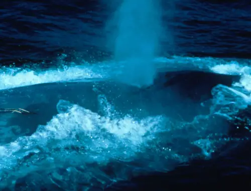 bluewhaleblowingair Blue Whale