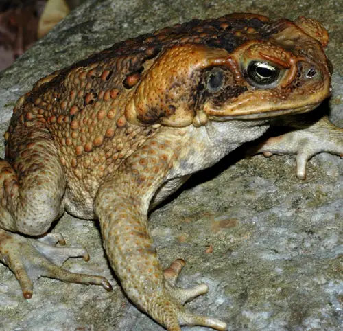 The Venomous Cane Toad of Australia