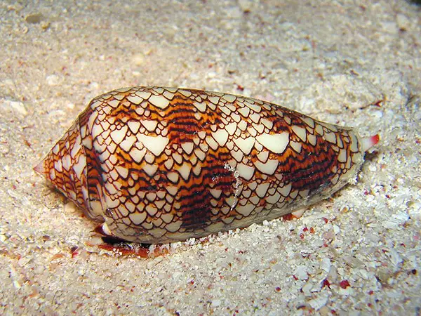 cone snail1 Cone Snail