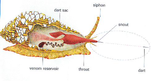 The anatomy of a Cone Shellfish