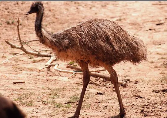 A young emu hunts for breakfast