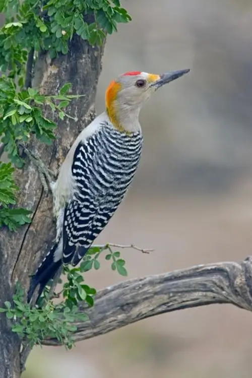 The Golden Fronted Woodpecker 
