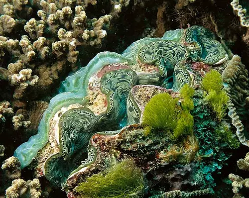 Once a giant clam  attachs to the reef he cannot move again for his entire life
