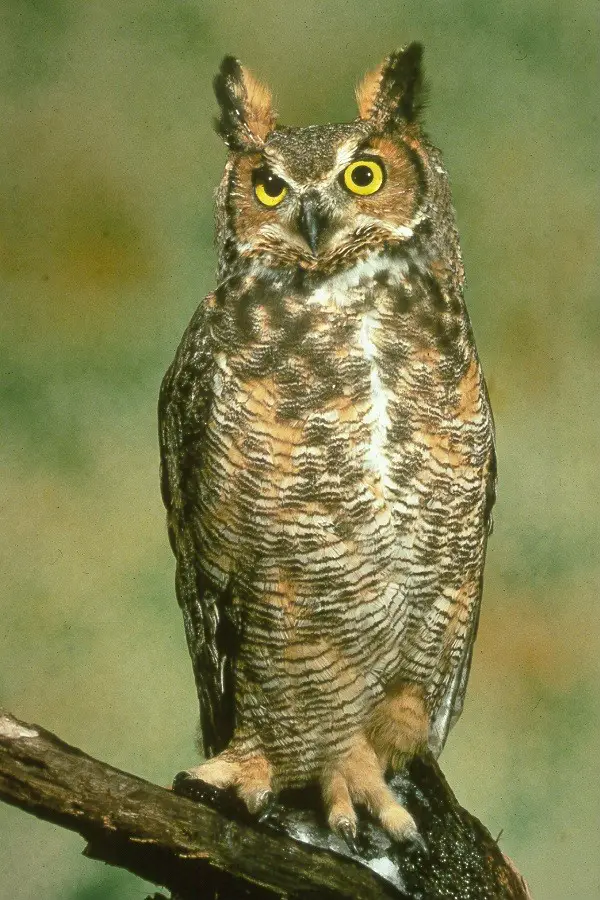 The Great Horned Owls ears are not even on its head as seen here.