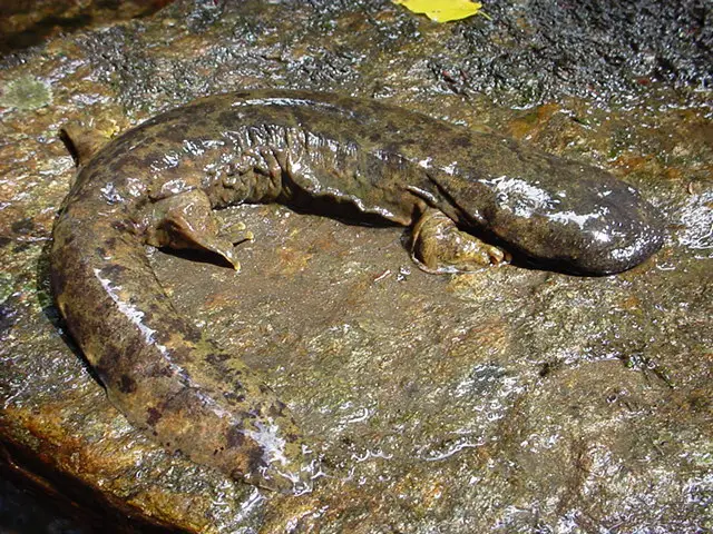 The Hellbender, one of the largest salamanders in the world