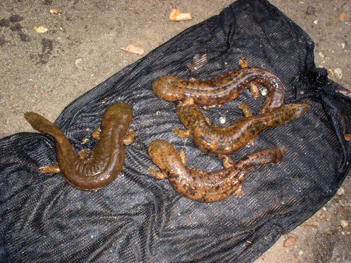 A family of Hellbenders, all caught in one day