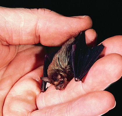 hognosed bat Kittis Hog nosed Bat