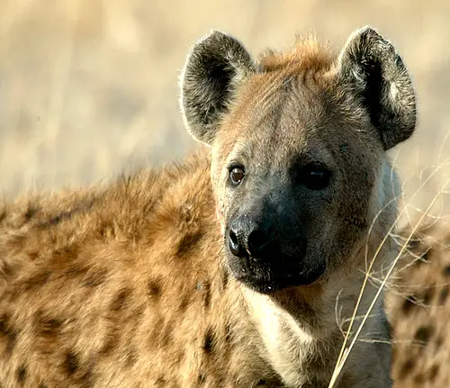 The Spotted Hyena, largest of the three types of Hyena