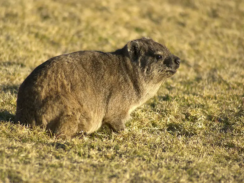 The Hyrax, while looking simple is a good fighter