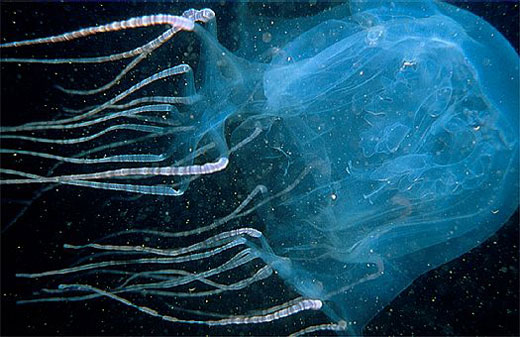 jellyfish Box Jellyfish