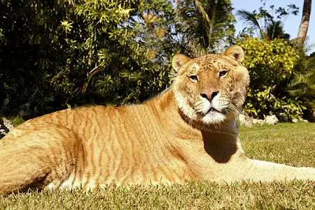 The Liger, a Hybrid Cross, whose males are born sterile