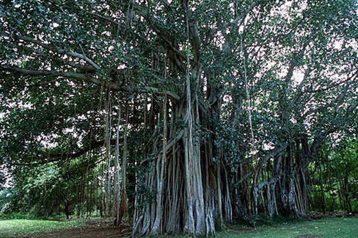 mauritius tambalacoque tree Calvaria Tree