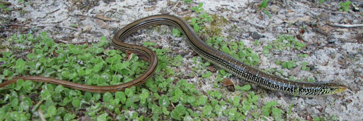 A rare species of legless lizard was recently captured in the Conecuh National Forest