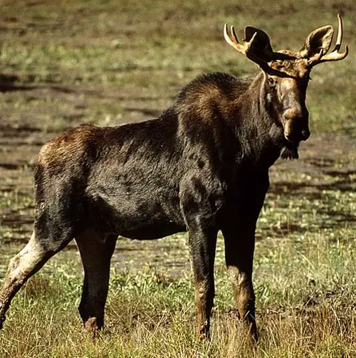 A young moose, his antlers not yet fully mature