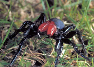 Mouse Spider, a very toxic arachnid