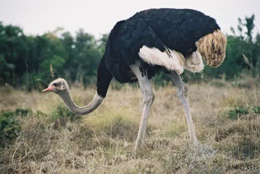 An Ostrich in Addo Park Eastern Cape South Africa