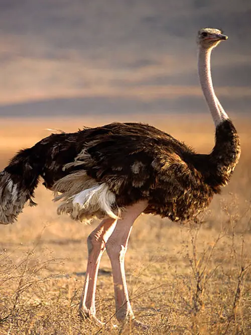 The Ostrich powerful hind legs can deliver a deadly kick