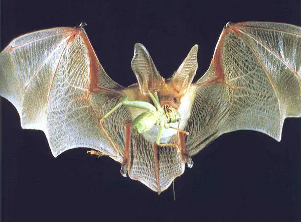 A Pallid Bat with an insect meal