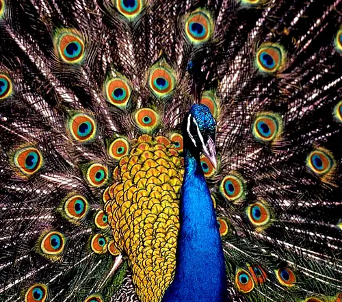 The Peacock has an amazing display of feathers