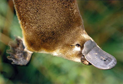 platypus Platypus