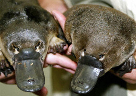 Two Platypus’s