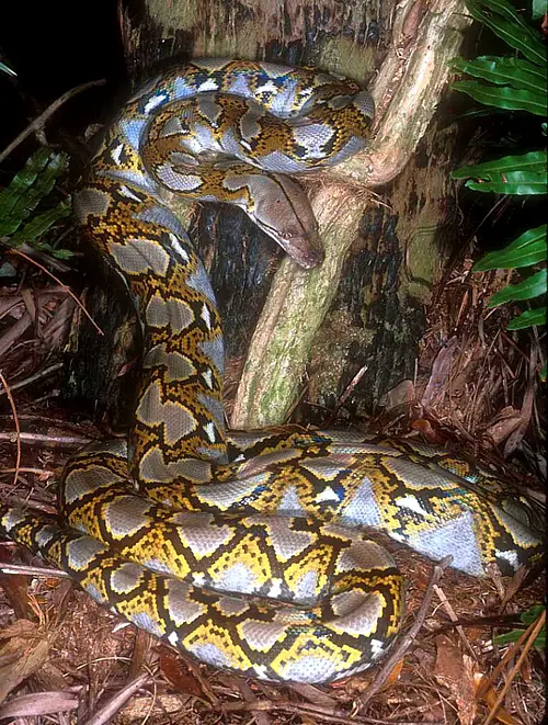 The Reticulated Python, one of the worlds largest snakes