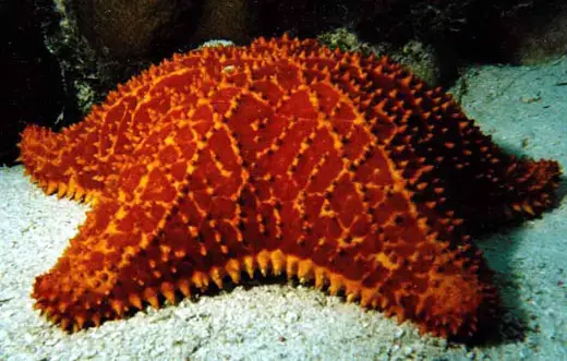 The picture above could be one of many different things depending on what you believe. Is it a reticulated sea star, a reticulated starfish, a cushion star or even a Bahama starfish? You decide.