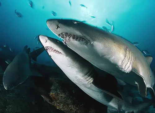 The Sand Tiger looks quite fierce