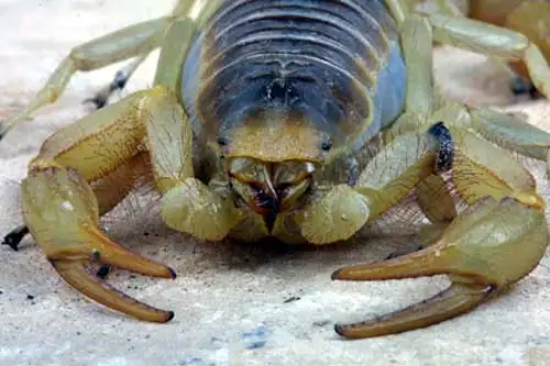 Named for the hairs that cover its body, the Giant Desert Hairy Scorpion is the largest scorpion