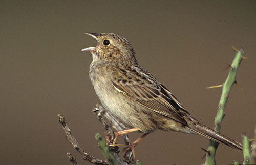 sparrow1 Sparrow