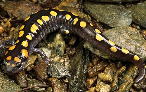 The secretive Spotted Salamander