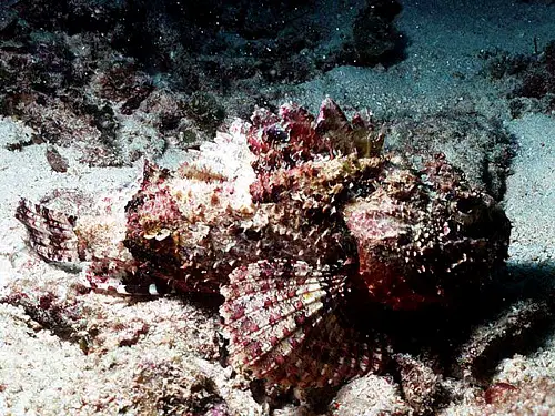 The Spotted Scorpionfish