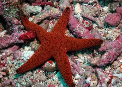 Starfishes (Sea Stars) - Asteroidea - Seesterne