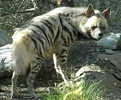 Striped Hyena, a smaller breed