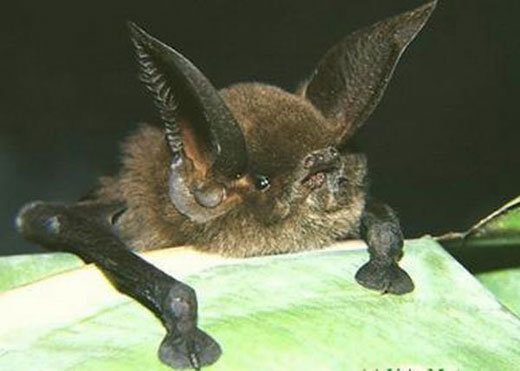 Sucker Footed Bat