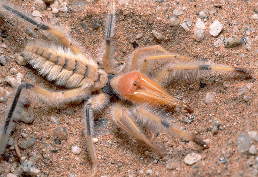 sun scorpion Camel Spider