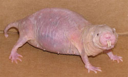 The long-lived naked mole-rat