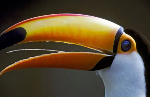 The Toucans beak can be over seven inches long