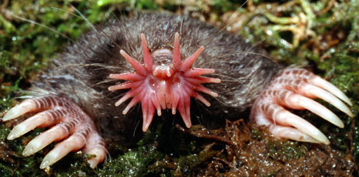 A very eccentric looking Star-nosed mole