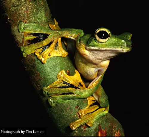 Wallaces Flying Frogs can leap about fifty feet