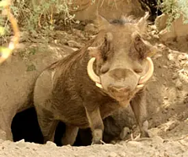 Two warthogs emerging from an old den